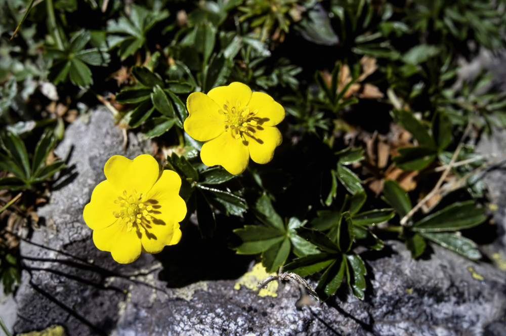 Numérisation diapositives ScanFilm