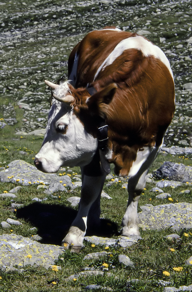 Numérisation diapositives ScanFilm